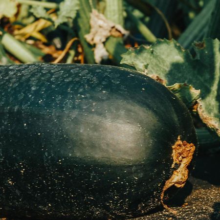 Gospodarstwo Agroturystyczne Anielin Okonek Bagian luar foto