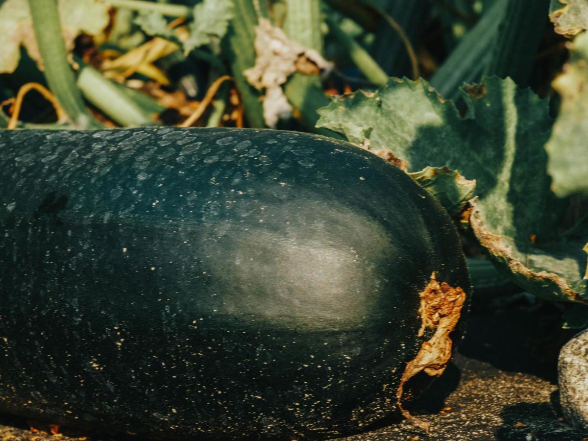 Gospodarstwo Agroturystyczne Anielin Okonek Bagian luar foto